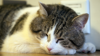 Larry the Cat Gets to Stay at 10 Downing Street